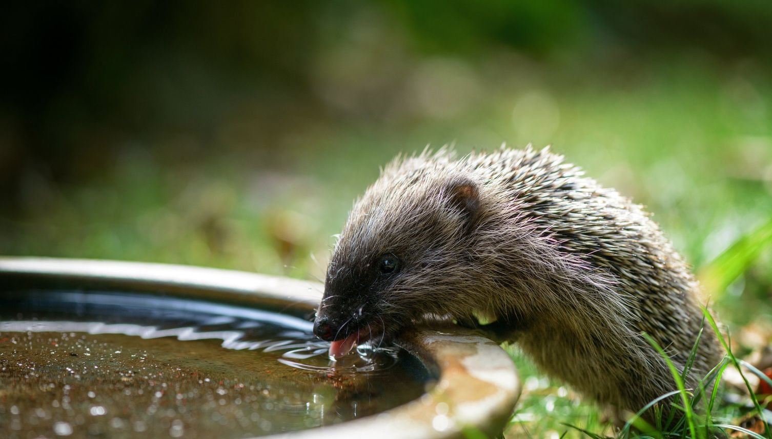 Wie die Stadt dem Igel das Leben schwer macht