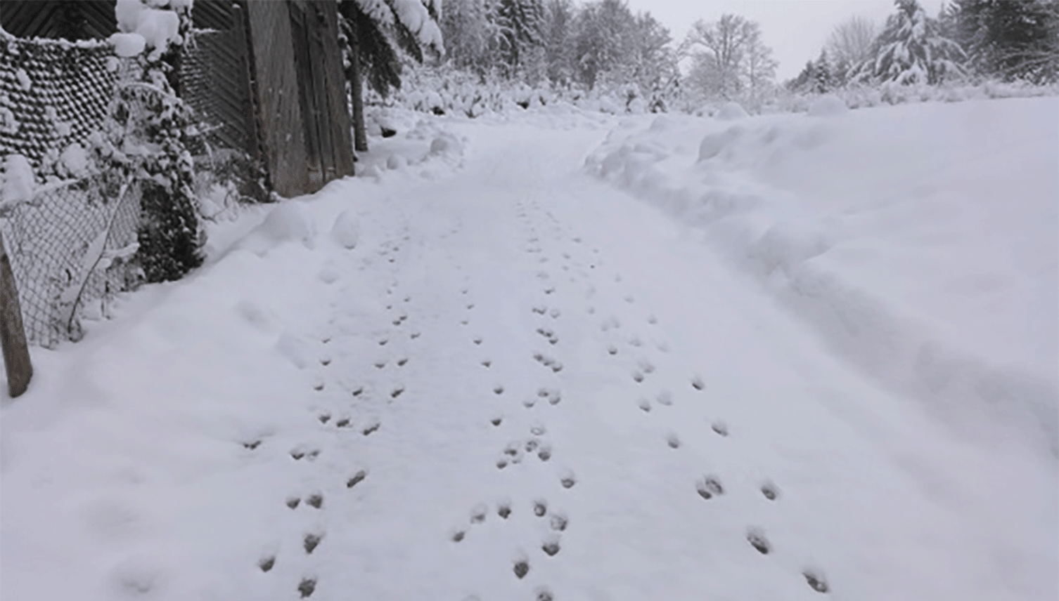 Spuren im Schnee: Welche Tiere wirklich dahinter stecken