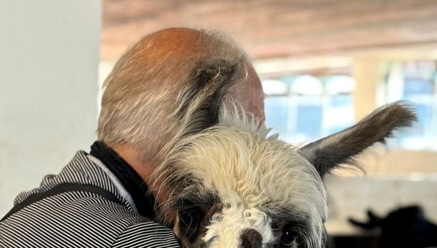 Auf dem Hof Vogelsang müssen auch Lamas zur Impfung