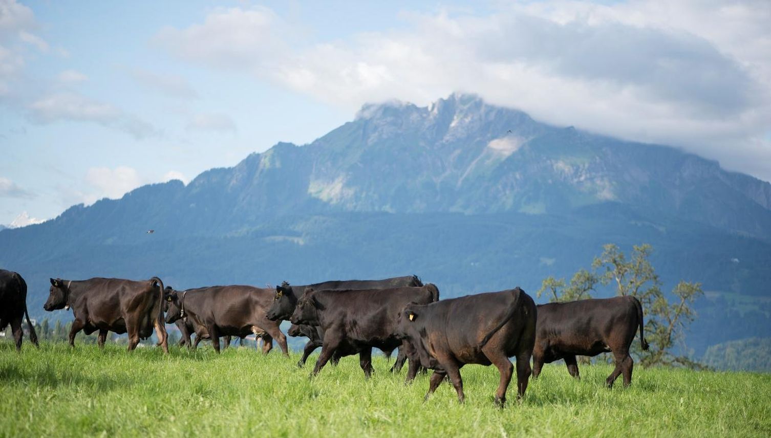 Frühling auf dem Hof: Wenn die Kühe plötzlich tanzen