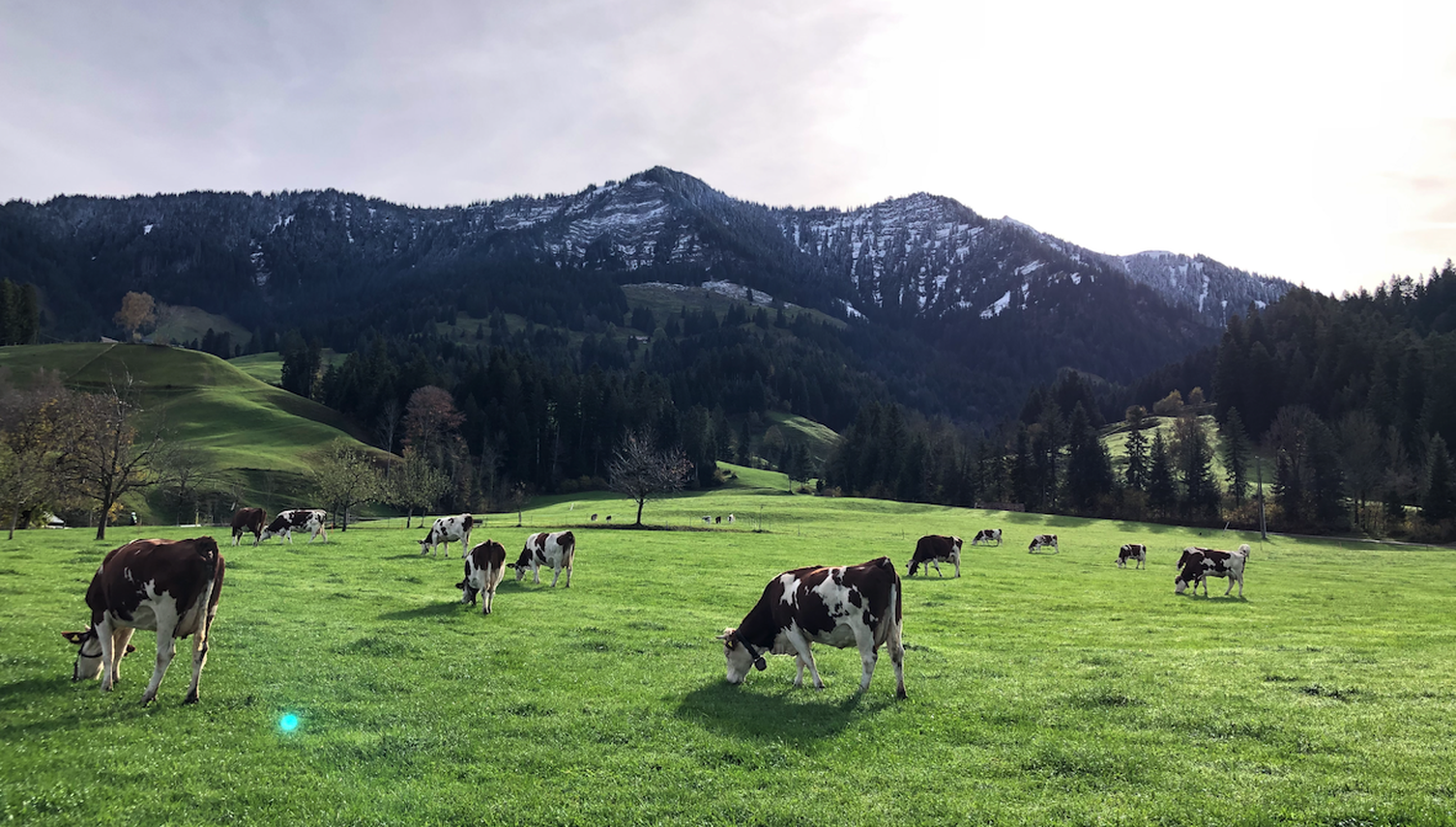Der wahre Grund, warum Biomilch teurer ist