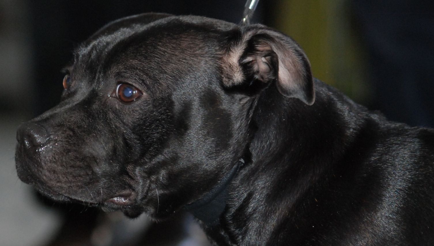 Hund in rotem Mäntelchen beisst anderen Hund