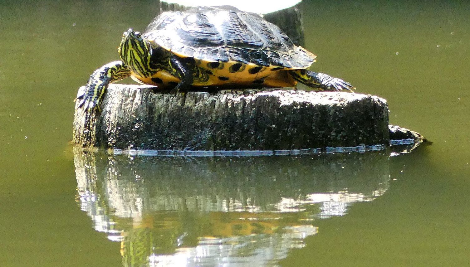 Fremde Schildkröten machen sich im Gütschweiher breit