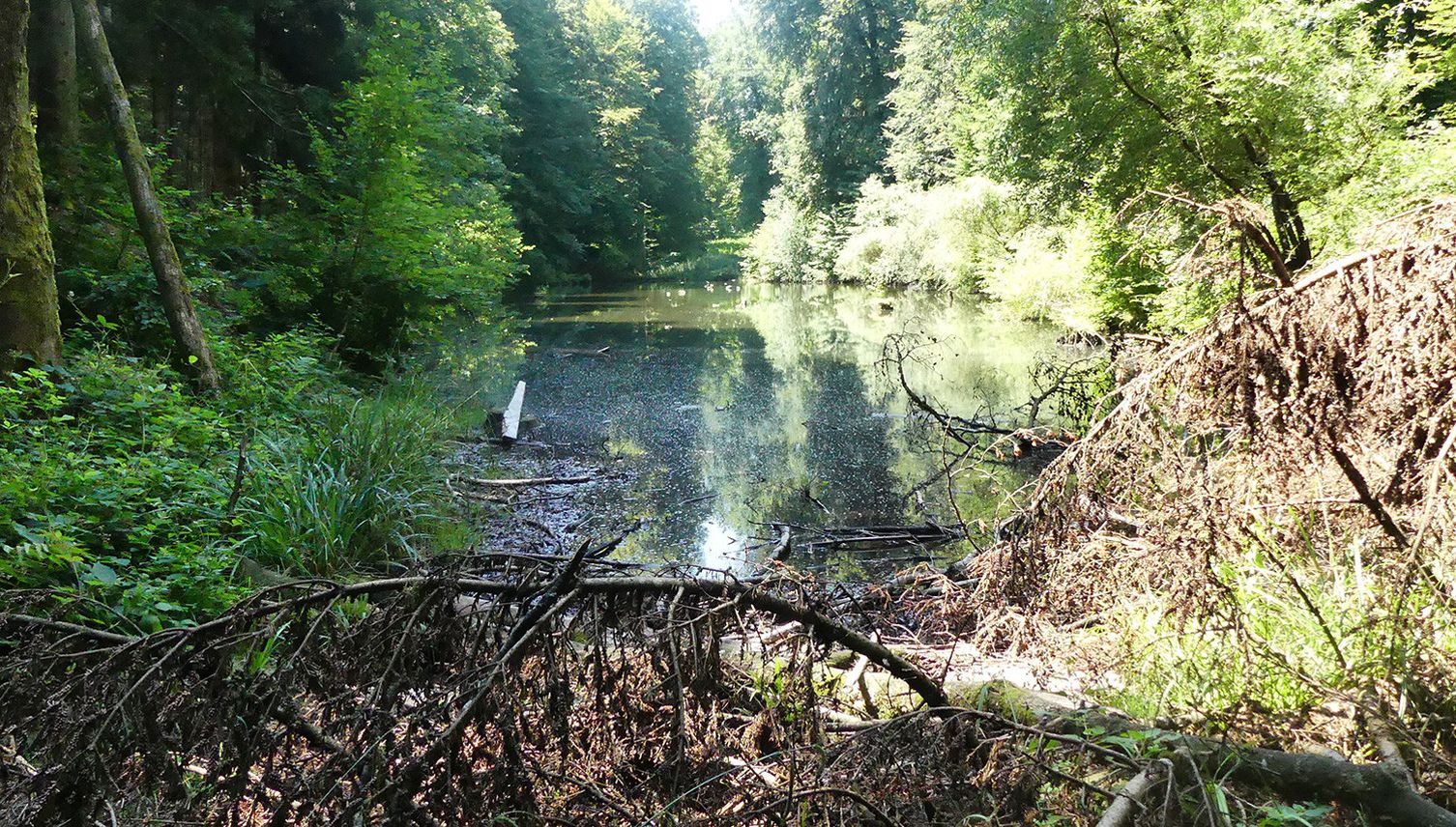 Darum fischt Kriens einen Weiher leer