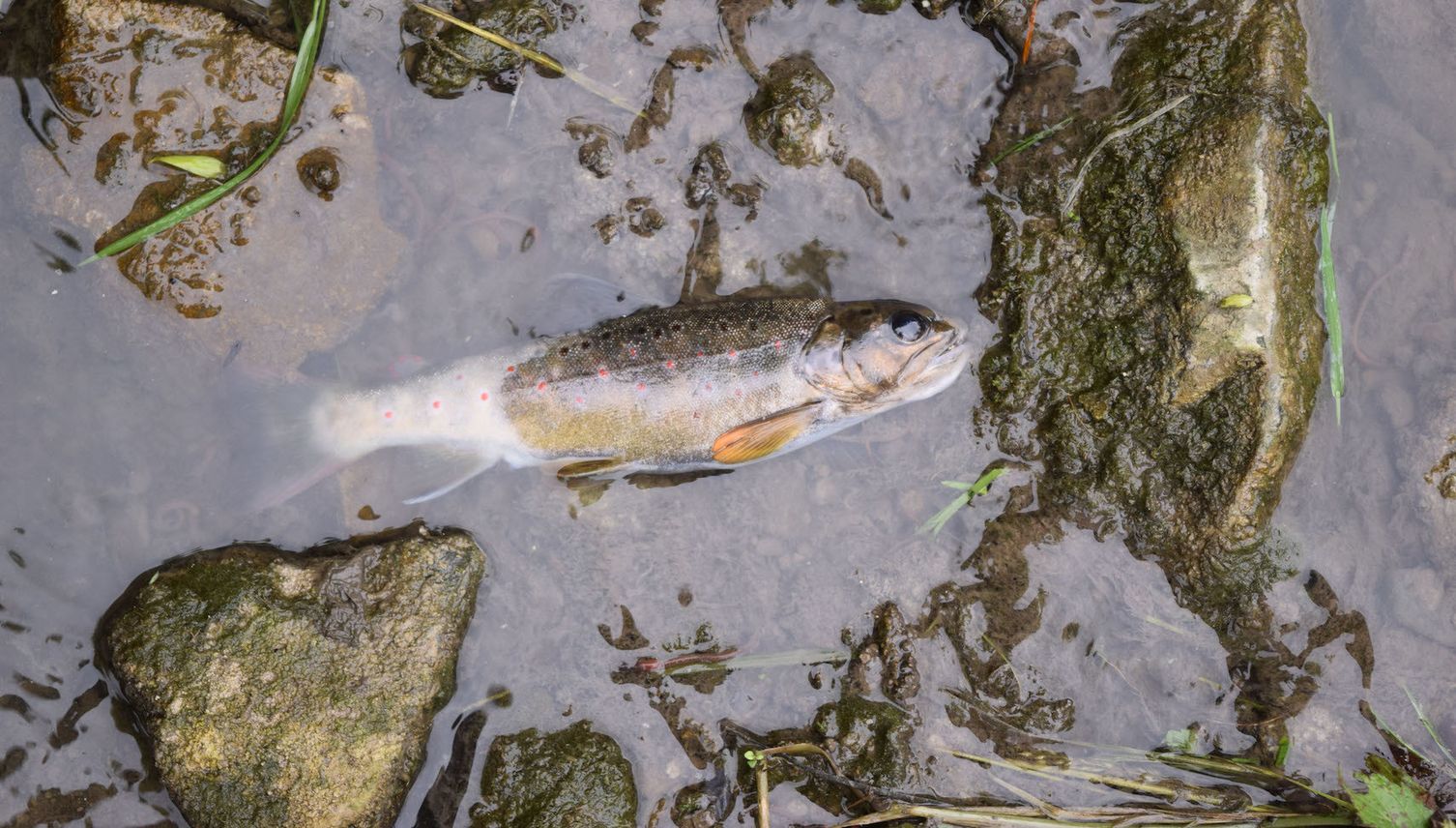 Fischsterben in Luzern auf Rekordtief