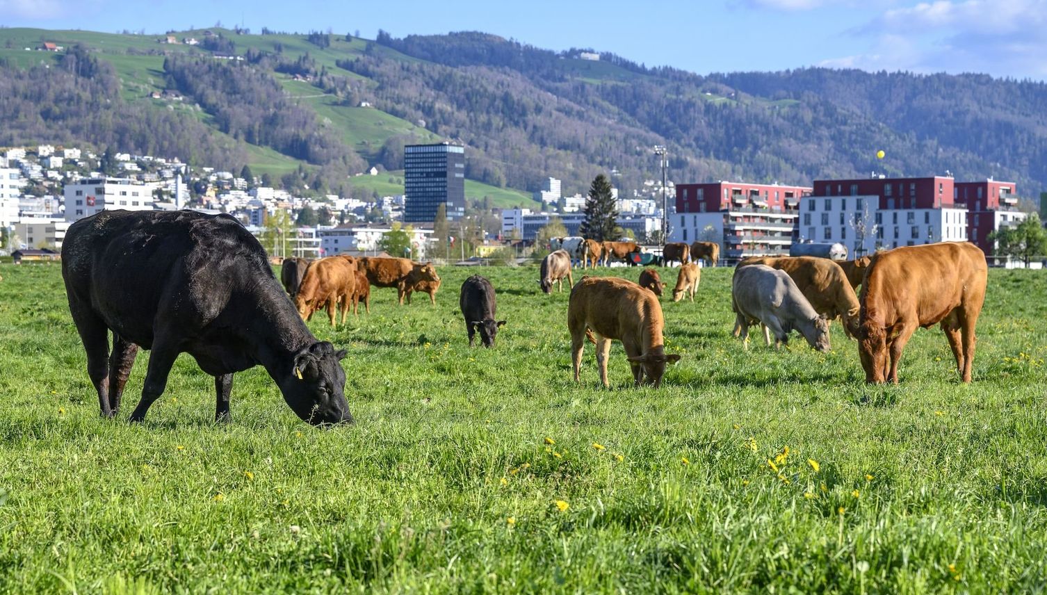 Kanton zahlt Geld für Kühe, die weniger furzen
