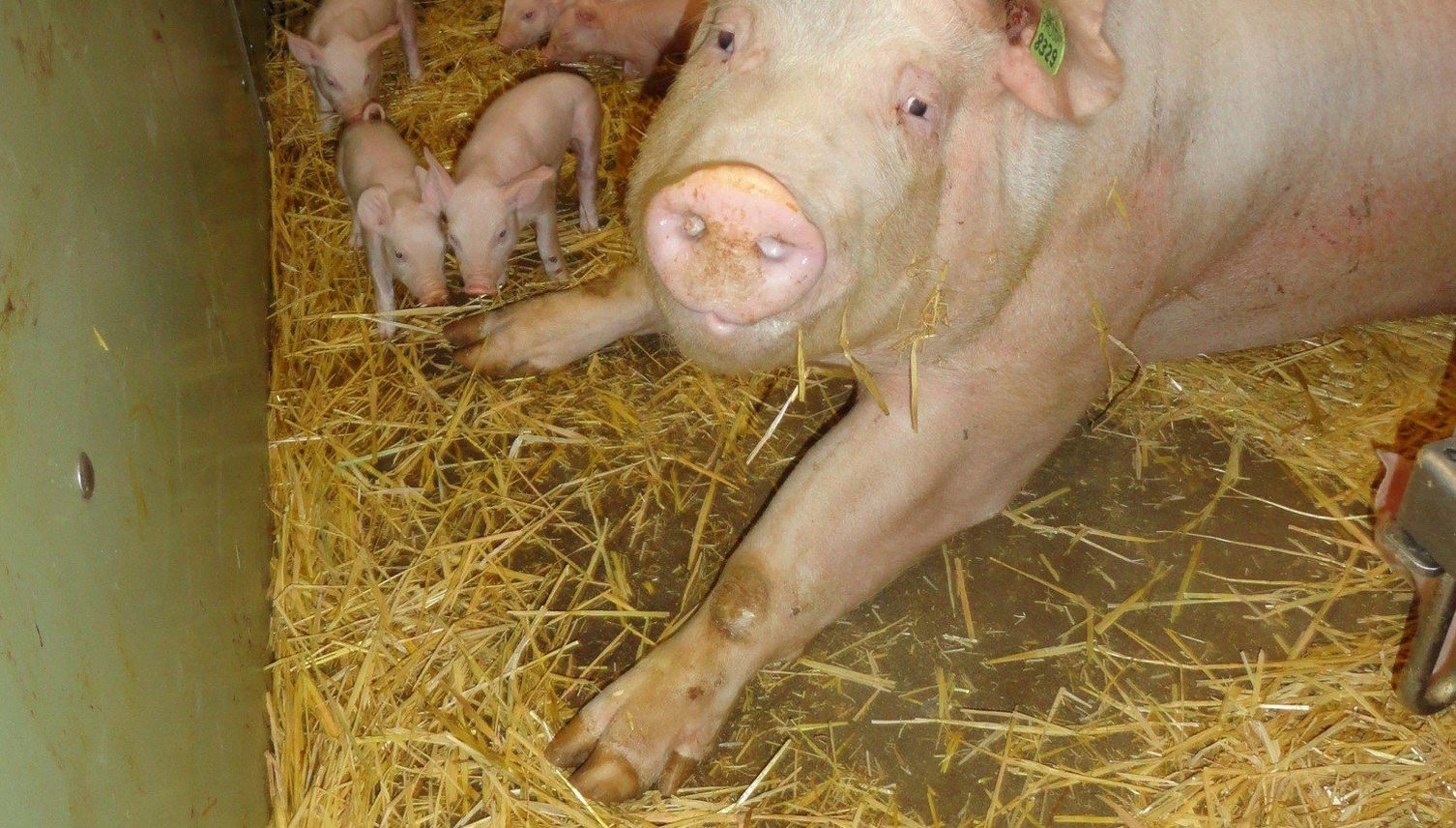 Luzerner Züchter werden Schweinefleisch nicht los