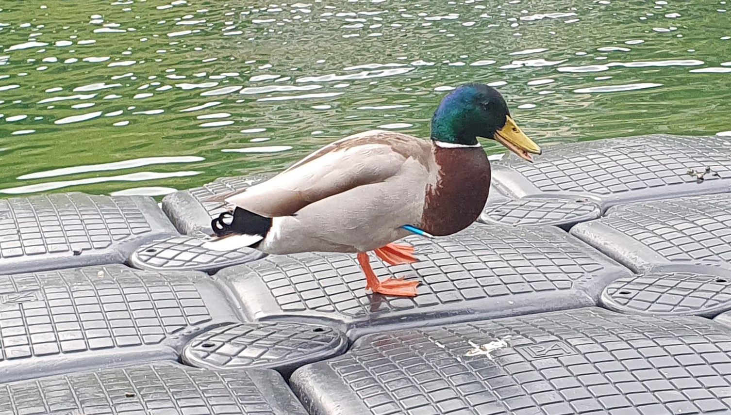 Unbekannte schiessen in Unterägeri mit Pfeilen auf Enten