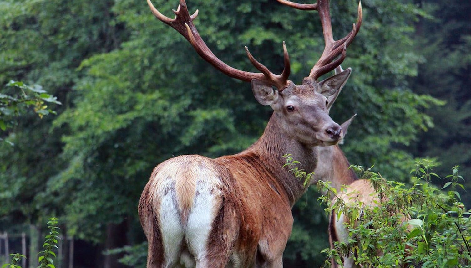 Rotwild: Luzerner Jäger verfehlen jährliches Jagdziel