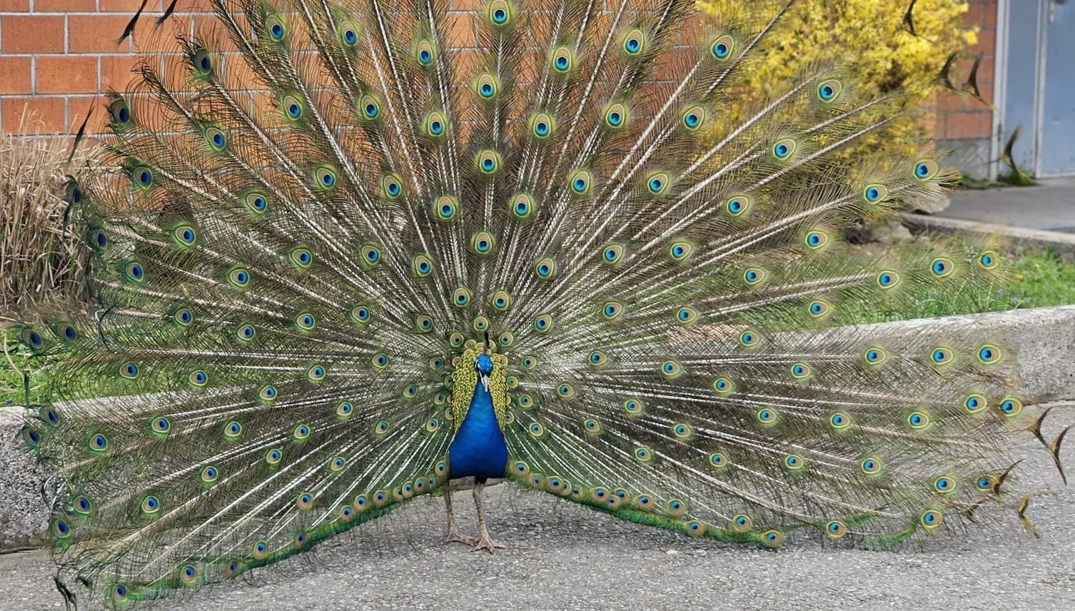 Tschau Pfau – Vogel verschwindet mysteriös in Rotkreuz