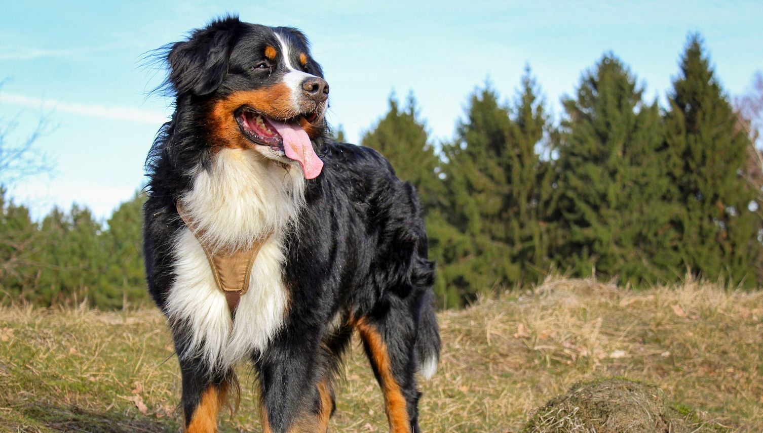 Für diese Hunde fällt in Luzern die Steuer