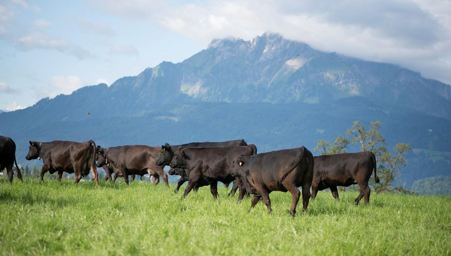 Frühling auf dem Hof: Wenn die Kühe plötzlich tanzen