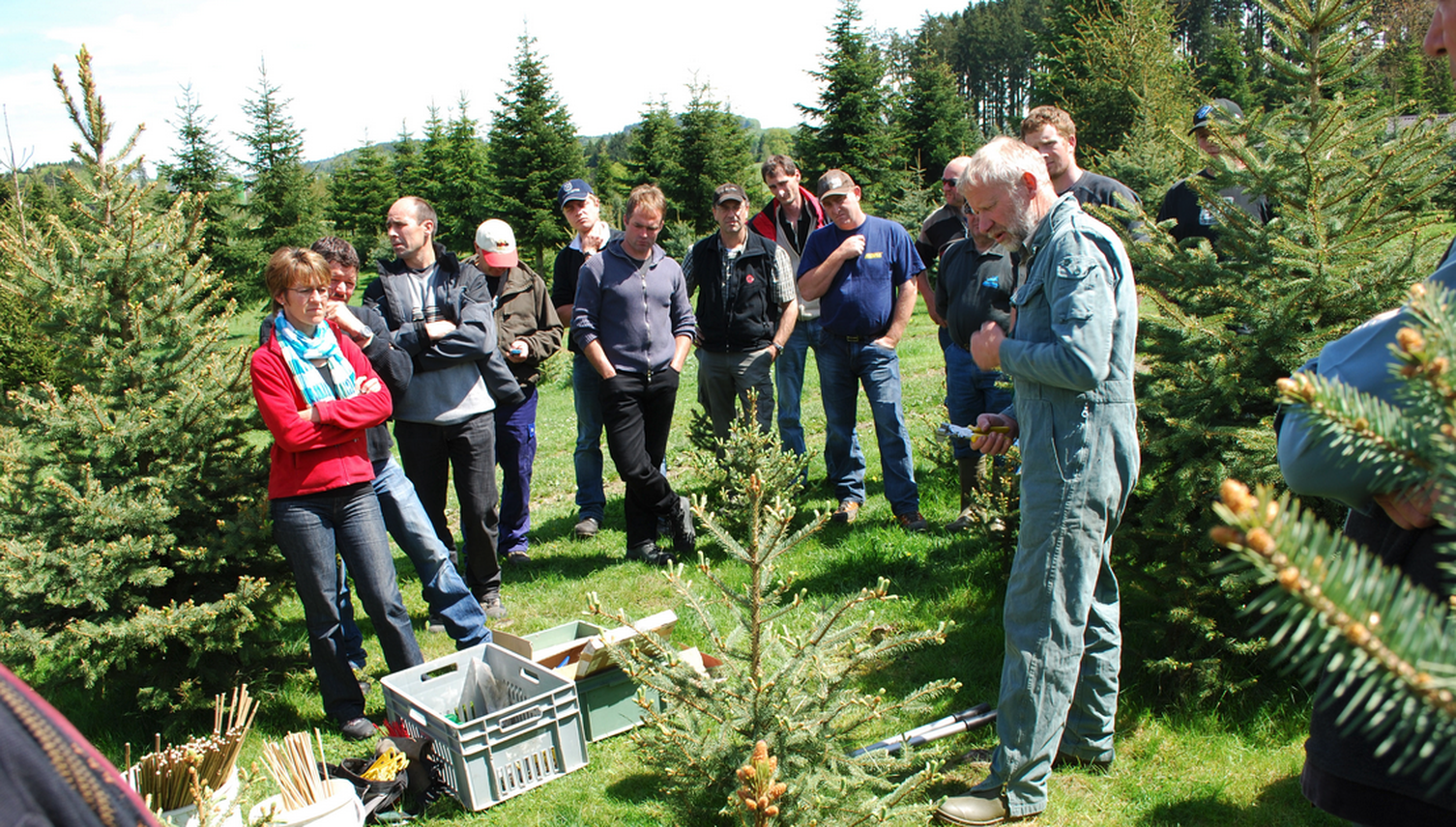 Sommergewitter zerdeppern Christbäume im Kanton Zug