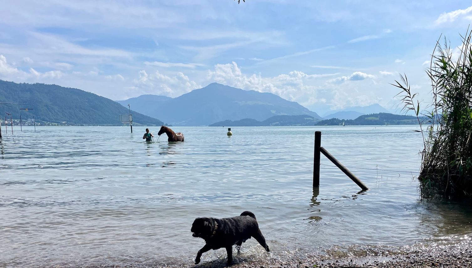 Gerüchte um Zuger Badeplatz: Sind Hunde nun verboten?