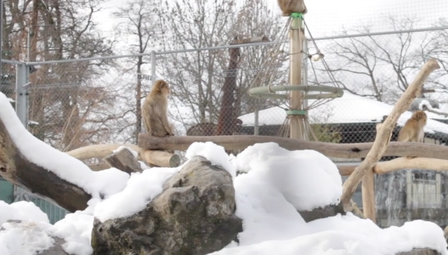 Toni’s Zoo in Rothenburg sucht einen neuen Direktor