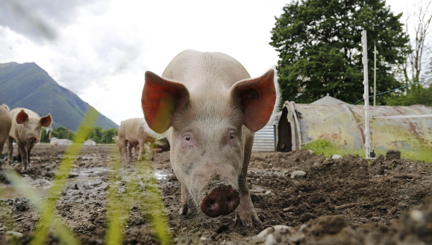 Erstmals hats mehr Menschen als Schweine in Luzern