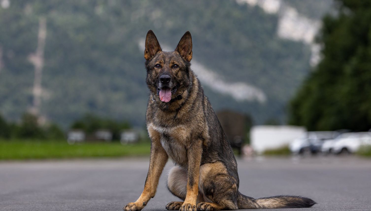 Polizeihund schnappt Einbrecher in Kriens