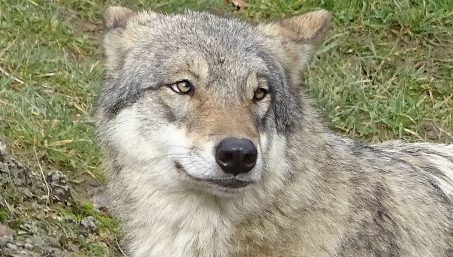 In Eschenbach geht ein Wolf um