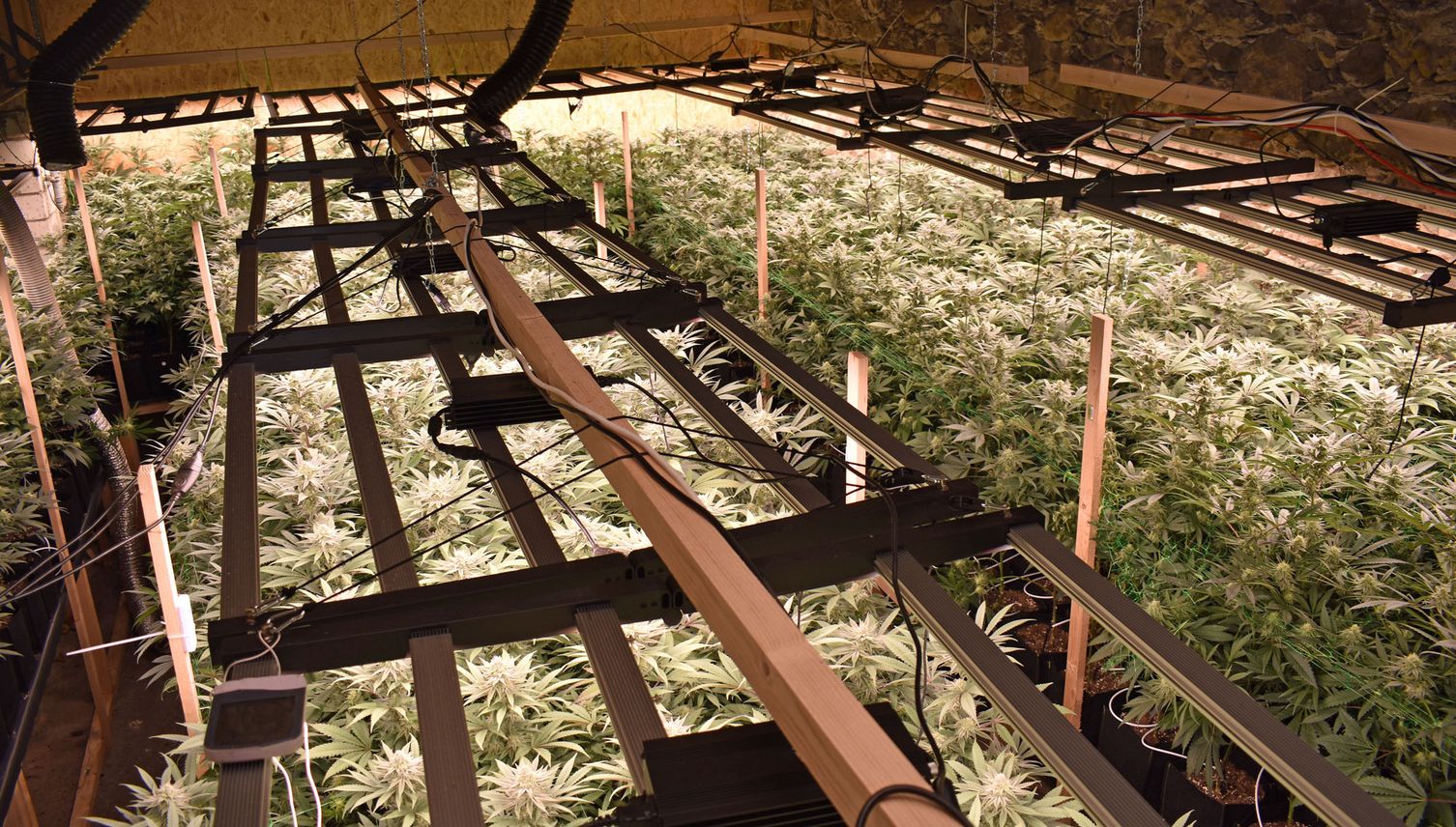 Illegale Hanf-Anlage in Altwis entdeckt