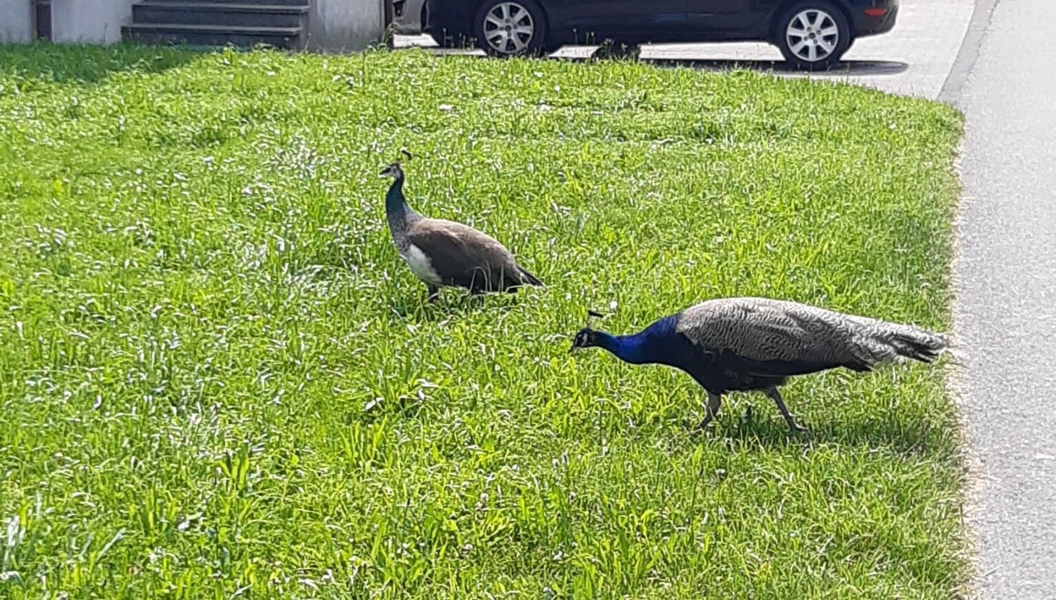 Toter Pfau in Rotkreuz: Happy End für Bauer