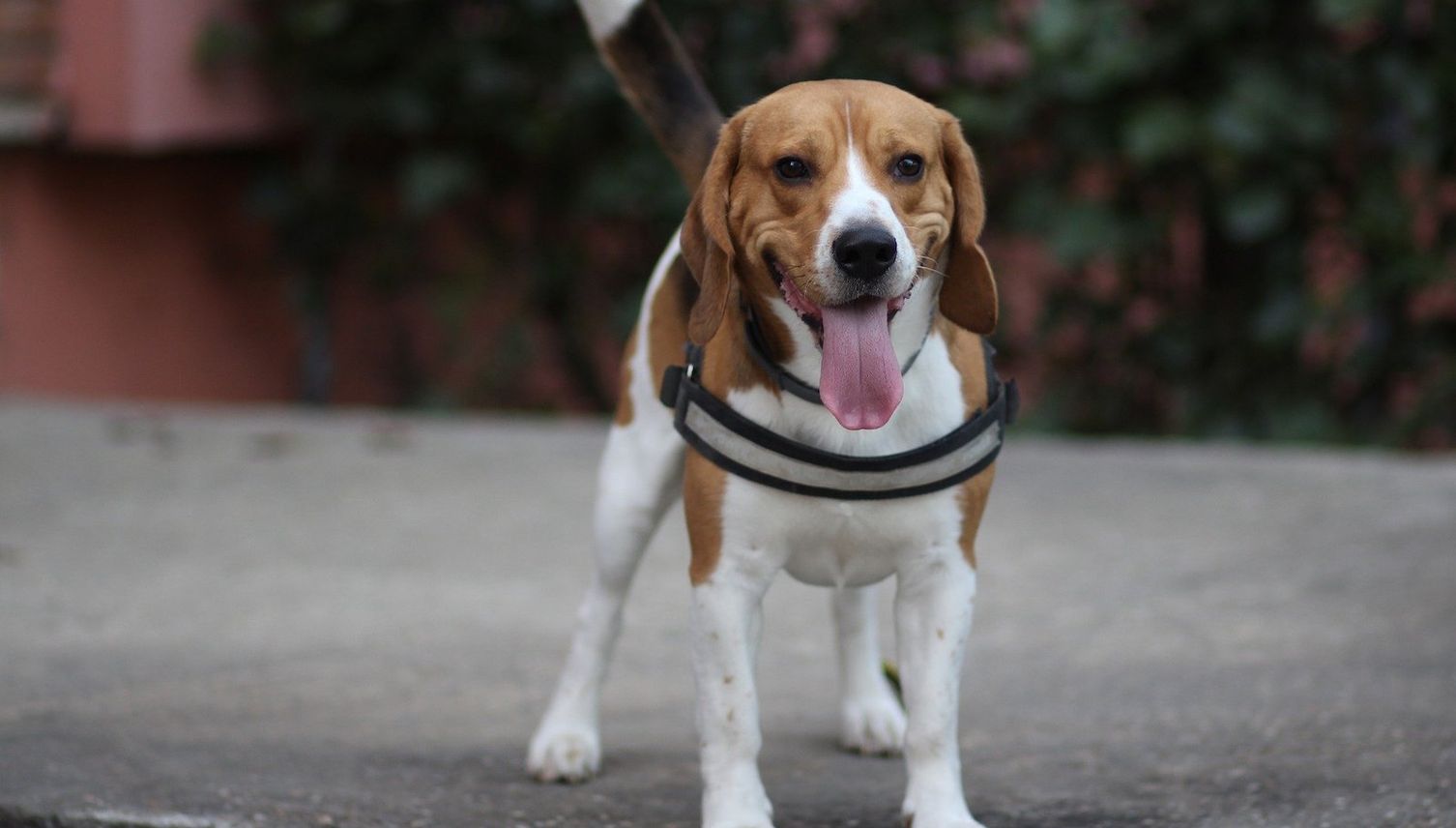Hundesteuer für Assistenzhunde soll fallen