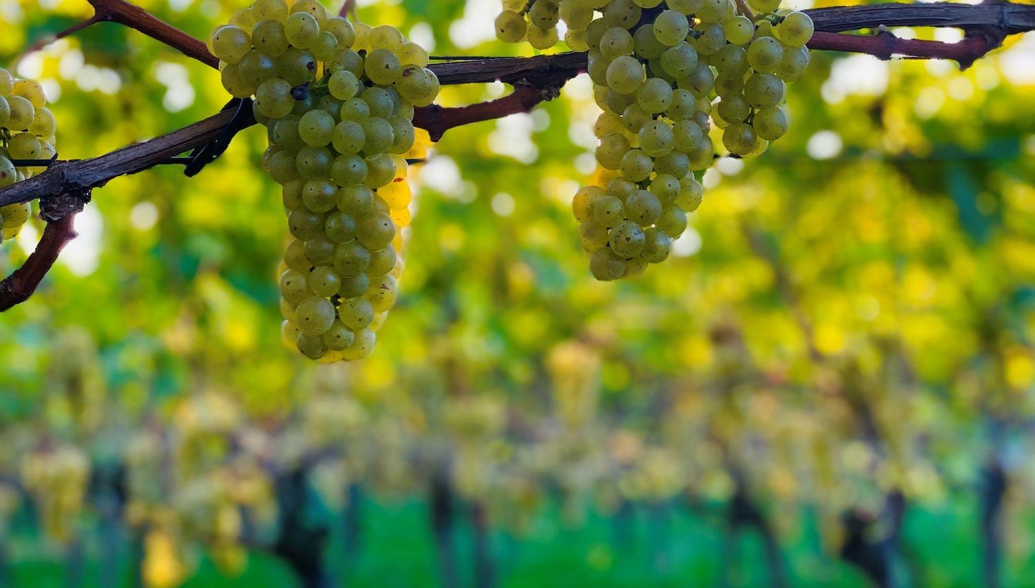 Weniger Wein aus Luzern wegen Kälte, Nässe und Vögeln