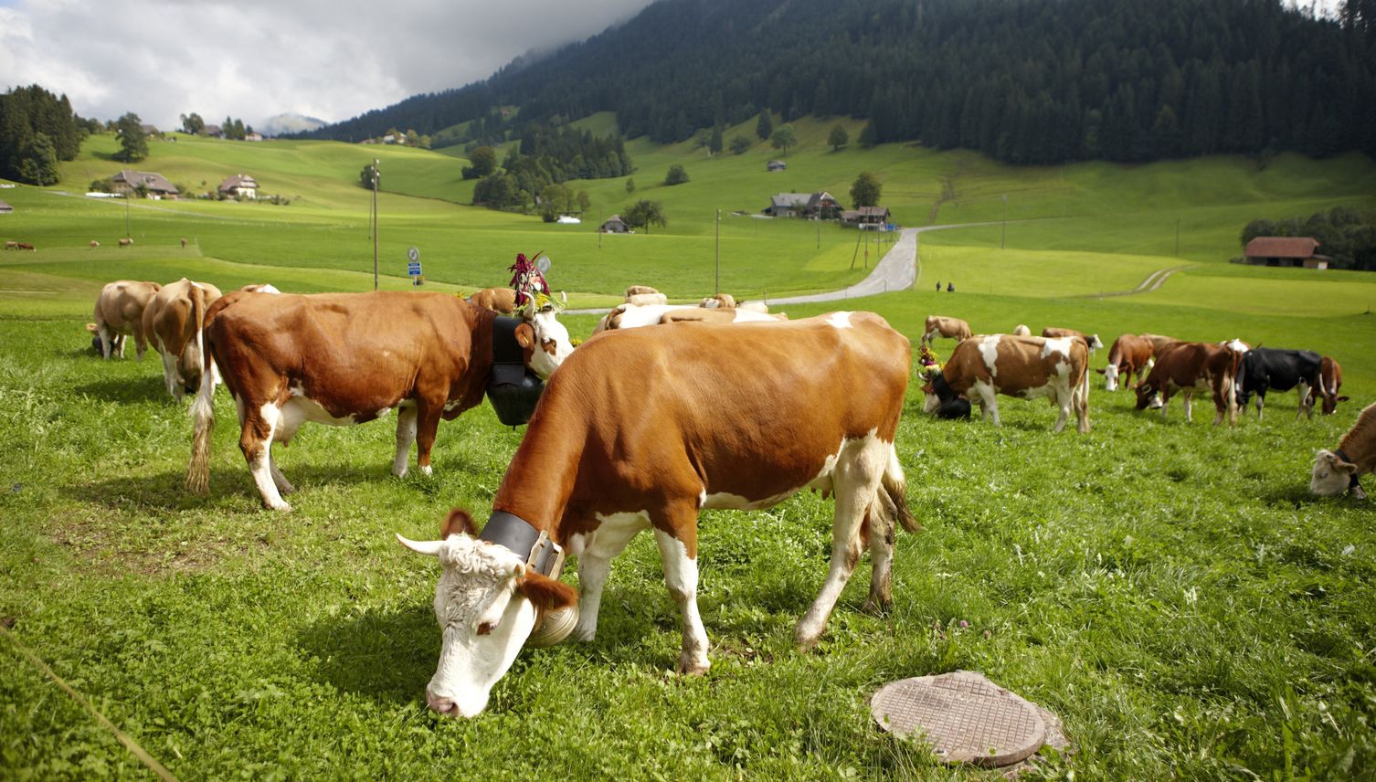 Tierschutz: Straffälle nehmen zu