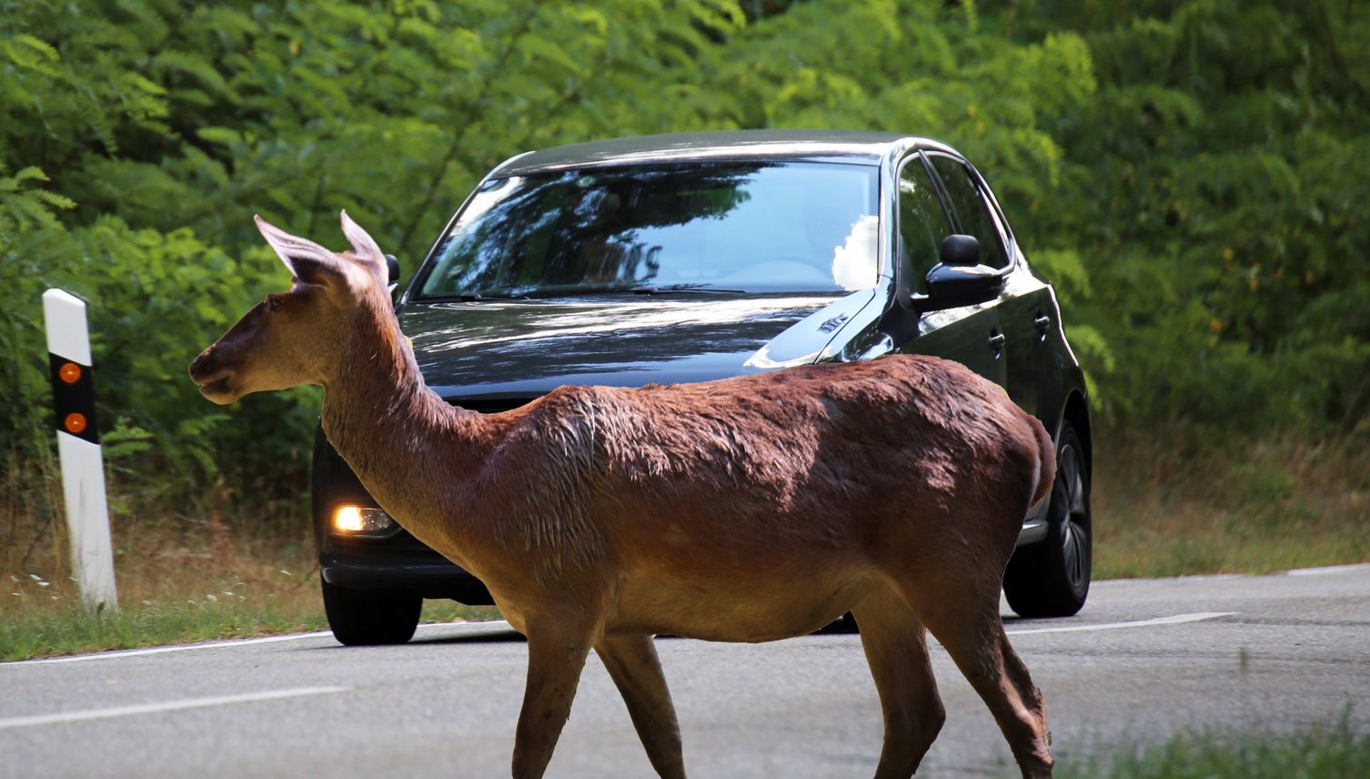 Taucht ein Reh auf, werden Zuger Autofahrer jetzt gewarnt