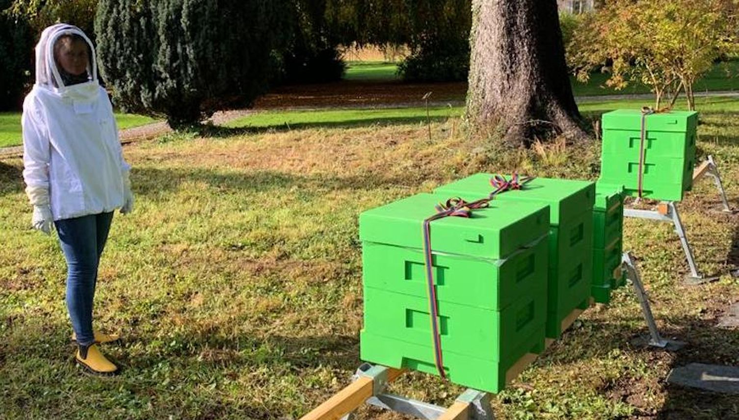 Boom bei Bienenhaltung: Die Imkerei in Zug wird jünger und weiblicher