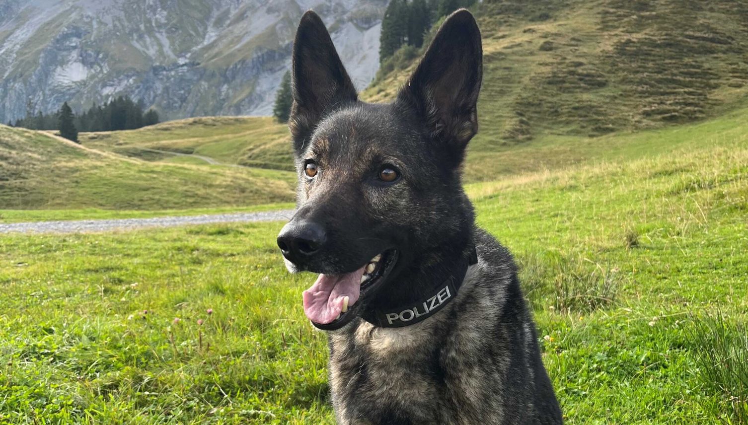 Polizeihund Lago fasst mutmasslichen Dieb