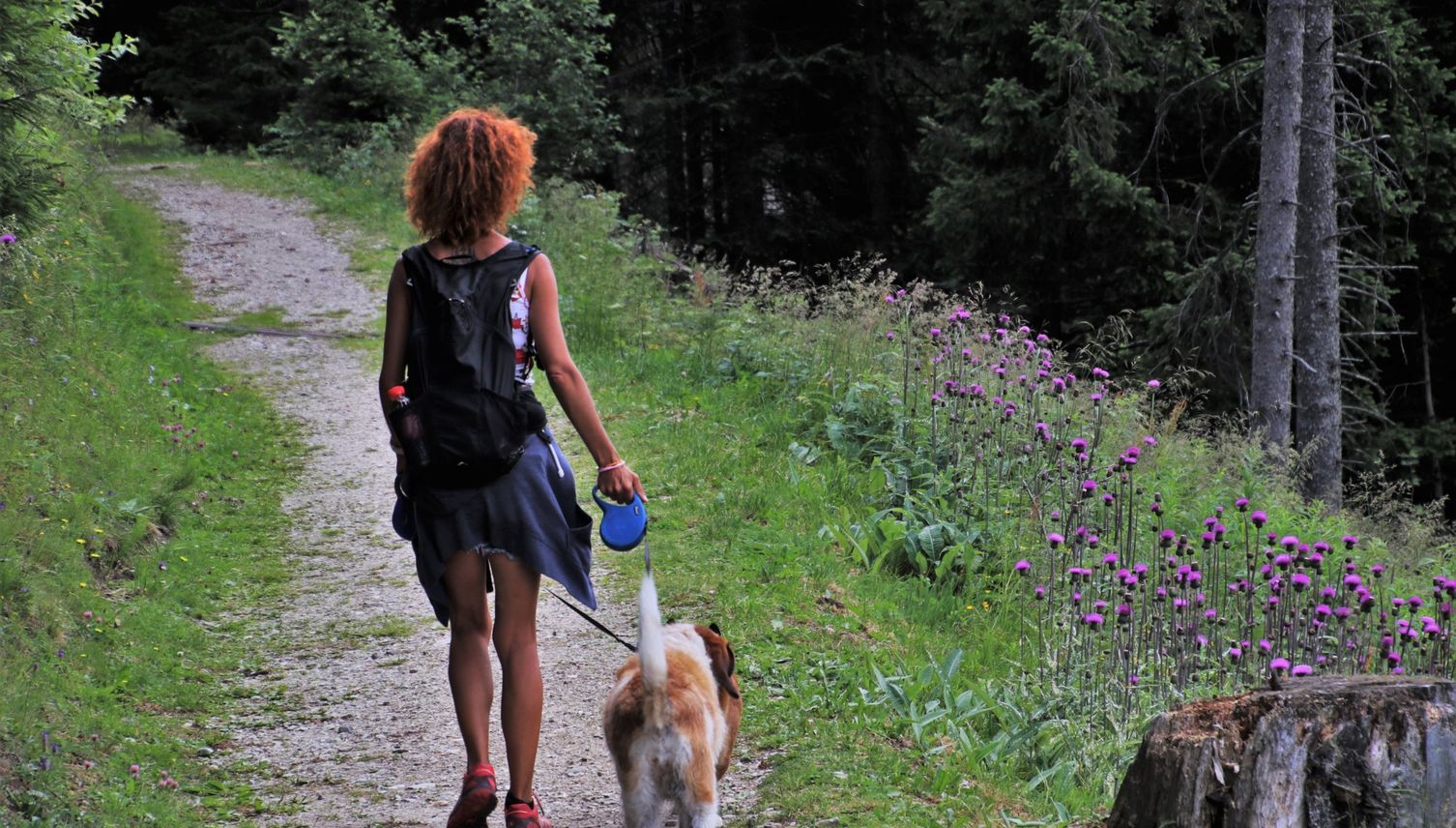 Im Kanton Luzern gilt nun Leinenpflicht für Hunde