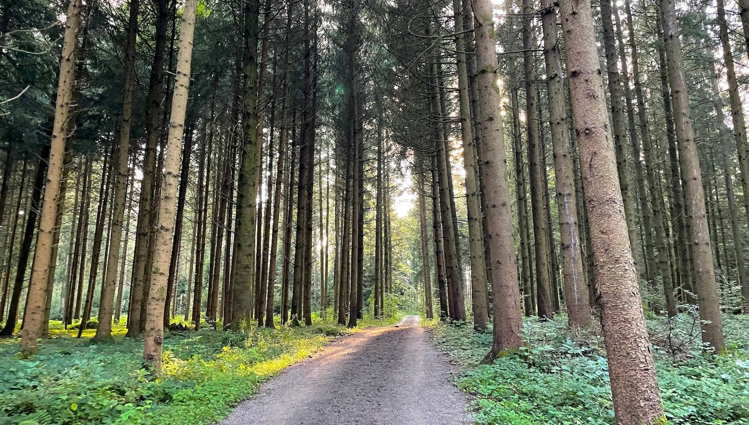 Freizeitspass gegen Wildschutz: Wem gehört der Wald?