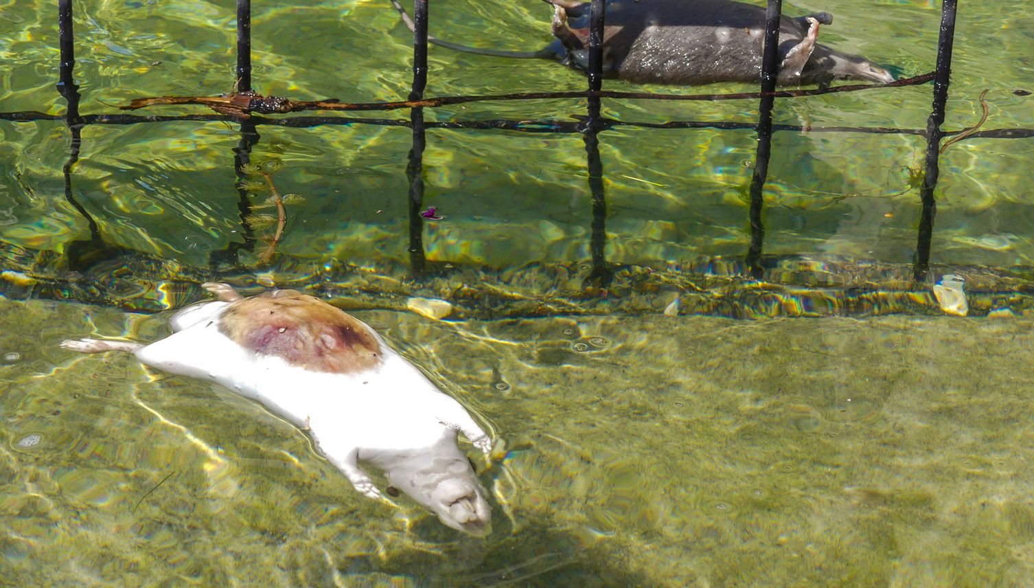 Rattenleichen in der Reuss – statt toten Fischen