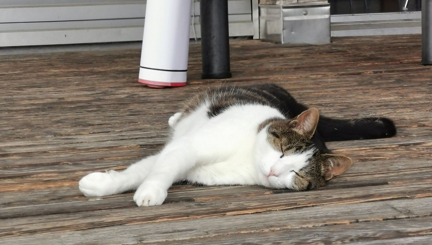 Kater Lee: Sogar Solothurner spenden für Chamer Büsi