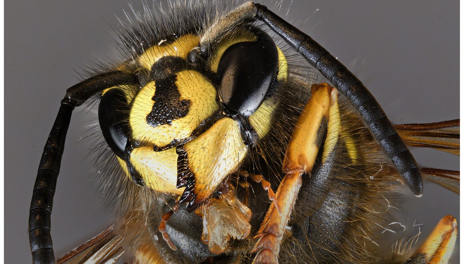 Wespen und Hornissen: Die «Lästlinge» erobern Luzerner Dachböden