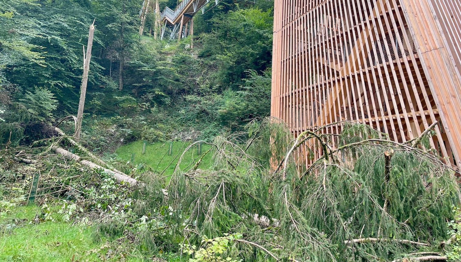 Schlaufensteg: Tanne donnert direkt neben Turm zu Boden