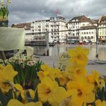 Luzerner Frühlingsimpressionen an der Reuss