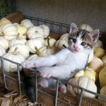 Die Katze im Kürbismeer