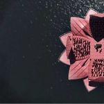 «Gästival» präsentiert schwimmende Seerose