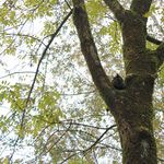 Klassiker: Katze vom Baum gerettet