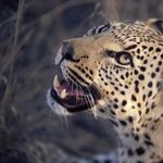 «Toni’s Zoo»: Was ist bloss mit Leopard «Pädi» los?