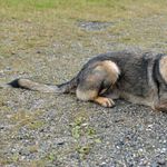 Luzerner Polizeihund schnappt Portmonnaie-Diebin
