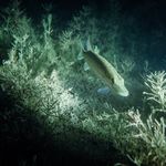 Chemikalien im See: Zuger Berufsfischer sind besorgt