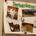 Tierschutz in Zug: Kantonale Meldestelle wird geschlossen