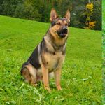 Polizeihunde Mitch und Aeros stoppten Einbrecher-Trio