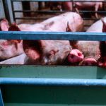 Landwirt quält Schweine auf Schwyzer Bauernhof