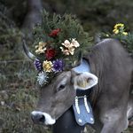 Kühe müssen viel früher ins Tal – wegen der Trockenheit