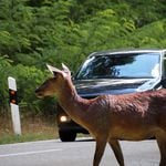 Taucht ein Reh auf, werden Zuger Autofahrer jetzt gewarnt