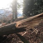 Sturm Tomris kommt – für Luzerns Wälder eine Härteprobe