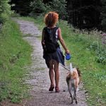 Im Kanton Luzern gilt nun Leinenpflicht für Hunde